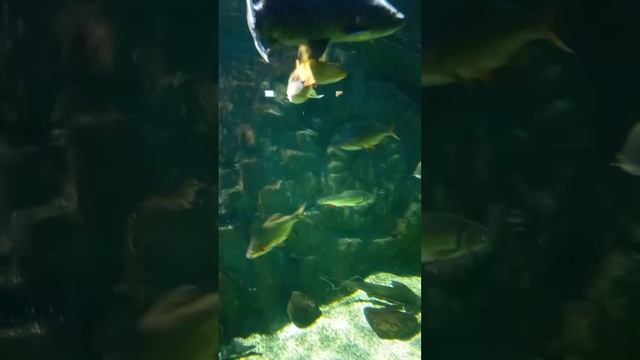 Москва. ВДНХ. Москвариум смотреть онлайн