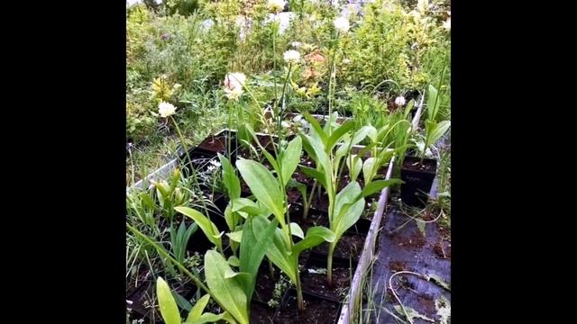 Черемша - какой из трех видов черемши лучше выращивать?