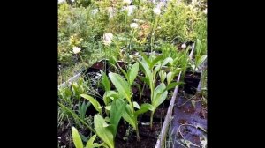 Черемша - какой из трех видов черемши лучше выращивать?