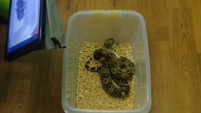 Моя змея против мыши смотреть онлайн