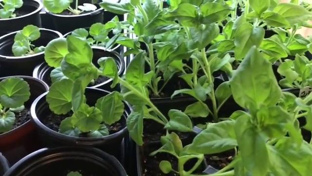 ?цветёт бегония?обзор всей рассады 22 03 19???? смотреть онлайн