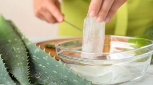 Алоэ: полезные свойства