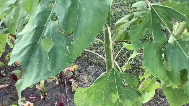 Как выглядят растения через неделю после града. смотреть онлайн