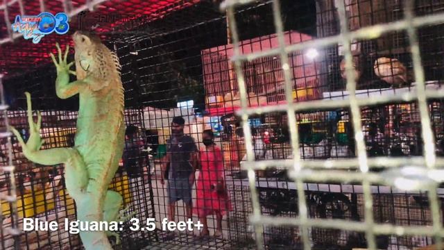 Iguanas | Python | Blue Iguana | Green Iguana | Red Iguana | Karnataka | Exotic Pets In Bangalore