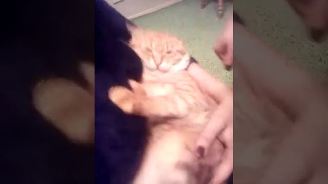 Хозяин ругает кота смотреть онлайн