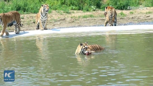 Siberian tigers train to survive in the wild in Heilongjiang, China смотреть онлайн