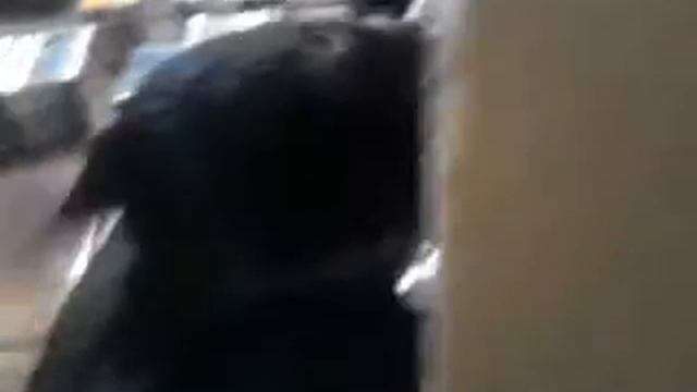 Mi gata Milonga y su amor por Jean Michel Jarre. смотреть онлайн
