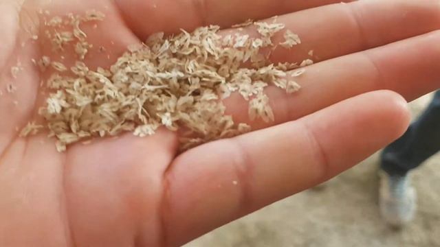 Павлония уруги смотреть онлайн