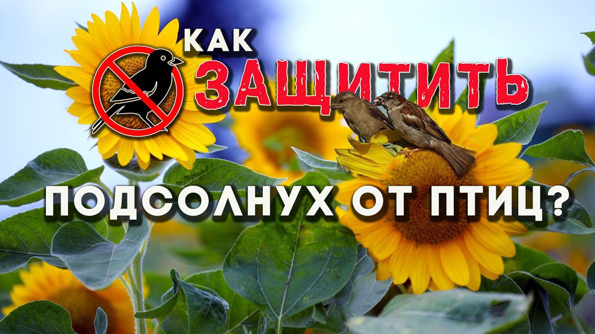 Как защитить подсолнух от птиц на ?? 100% смотреть онлайн