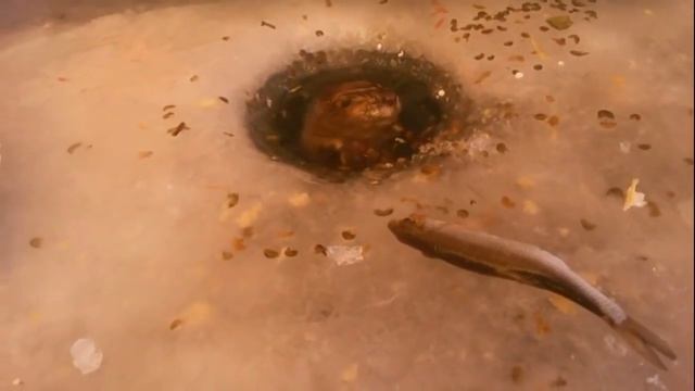 Прикольная нарезка 2017 рыбалка смотреть онлайн