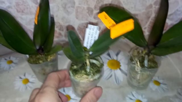Орхидеи . Азиатские подростки Phal.Black Faсe , Phal.Fullers sanset пополнили мою коллекцию. смотреть онлайн
