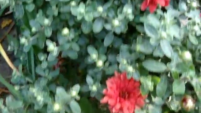 Хризантема садовая многолетняя кустовая (Chrysanthemum) смотреть онлайн