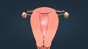 ЖЕНСКАЯ ПОЛОВАЯ СИСТЕМА