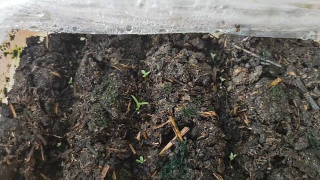 поздравляю с праздником соотечественников 🇰🇿, немного об эустоме, выращивание 💐 смотреть онлайн