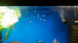 Гуппи мальки через месяц!!!