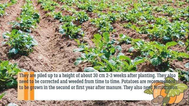 [ENG] Growing potatoes from peelings. How to grow potatoes from kitchen scraps. Hard times Preppers смотреть онлайн