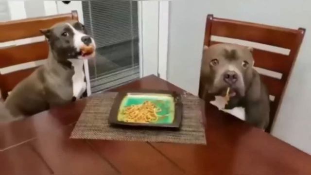 ПРИКОЛЫ С ЖИВОТНЫМИ 😺🐶 Смешные Животные Собаки Кошки Смешные Коты Приколы с котами Забавные Животны смотреть онлайн