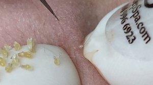 Relax Every Day With Sac Dep Spa #0359