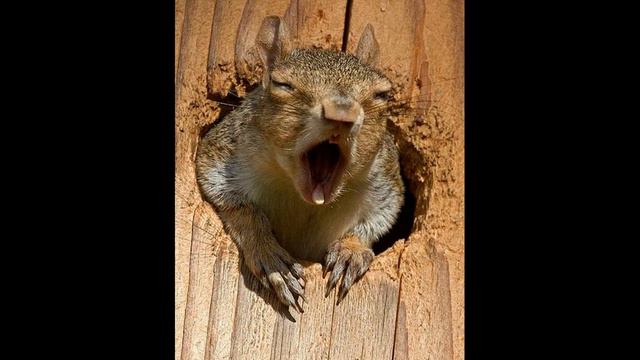 15 животных, которые сфотографировались в неудачный момент смотреть онлайн