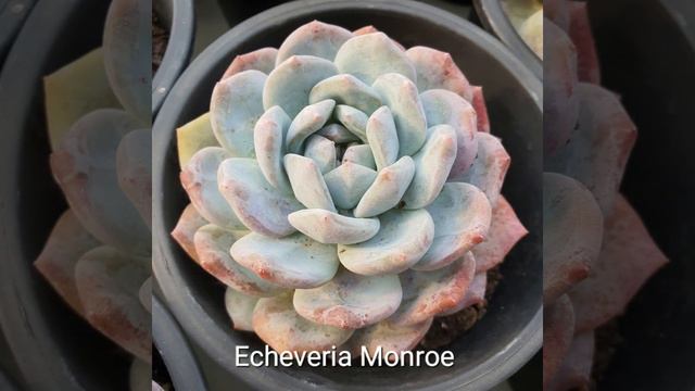 Korean succulents nursery🌵how to buy succulents. смотреть онлайн