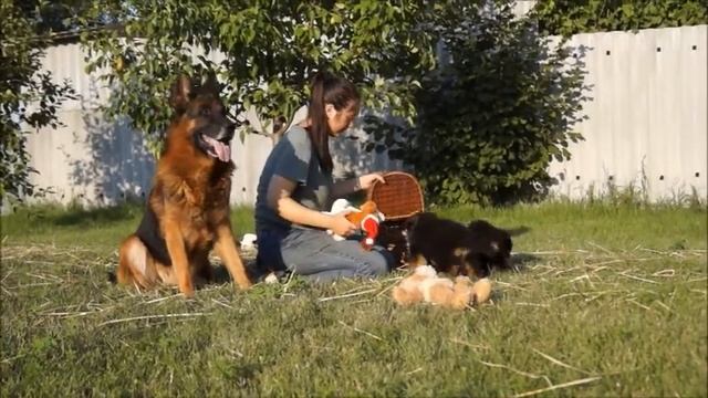 щенки немецкой овчарки девочки длинницы красная, синяя, коричневая 1 месяц 07082019 смотреть онлайн