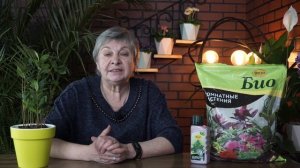 Лавр в домашних условиях ✔️ Экзотика на подоконнике  Лавровое дерево