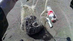 Ловля Чехони на Резинку (Как Забросить Резинку) - Видео Резинки