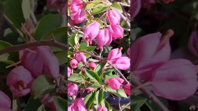 Tanglong pink bougainvillea смотреть онлайн