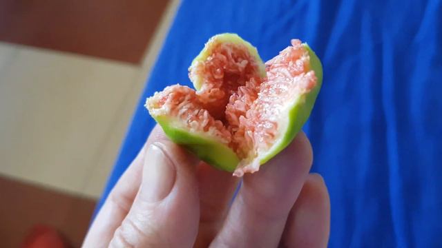 Плоды инжира на АСД уже в июне! 23.06.2019. смотреть онлайн