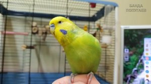 "Привет, хорошая птичка!"? Говорит попугай || Урок для обучения попугая № 8