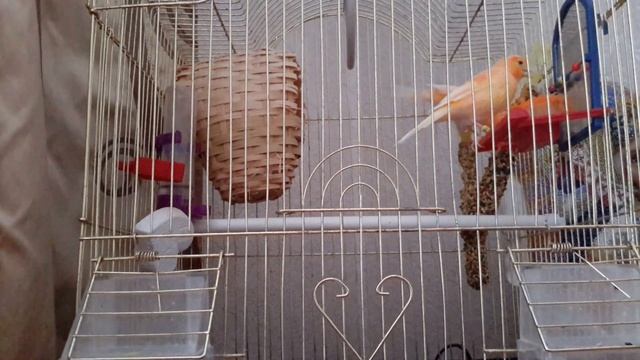 КАК НАУЧИТЬ КЕНАРА ПЕТЬ / линька у канареек / CANARY SINGING смотреть онлайн
