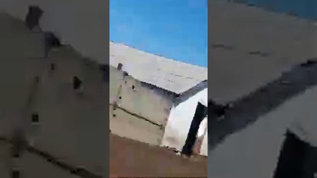 Әулиекөл тұқымды бұқалар. Быки породы аулиеколь. смотреть онлайн