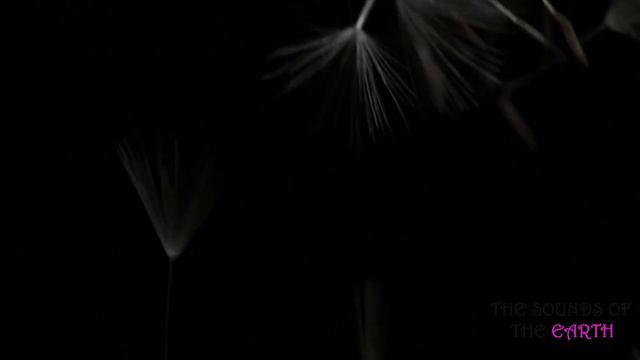 Benjamin Britten Simple Symphony III Sentimental Sarabande смотреть онлайн