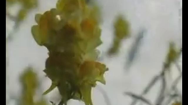 п. Луговой. Бабочка-Дзынь смотреть онлайн