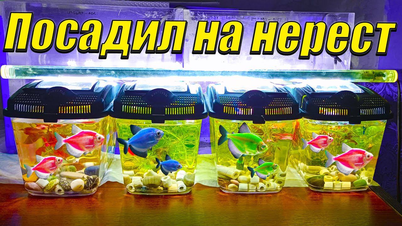 Начал активно нерестить аквариумных рыбок! смотреть онлайн