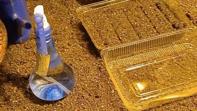 Лаванда посев семян 1 способ? смотреть онлайн