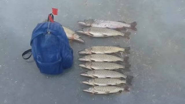 Республика Калмыкия! смотреть онлайн