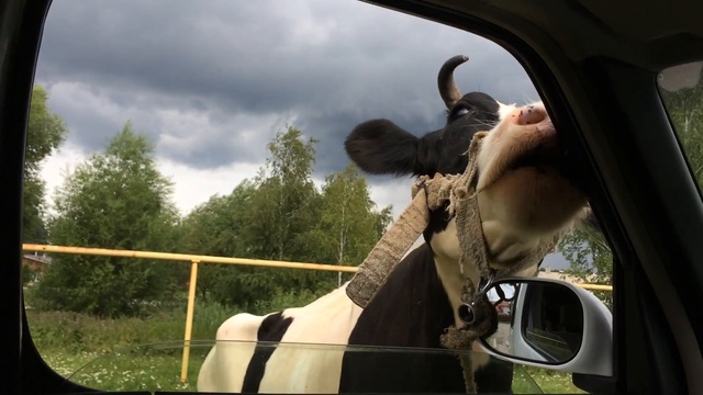 Корова облизывает автомобиль смотреть онлайн