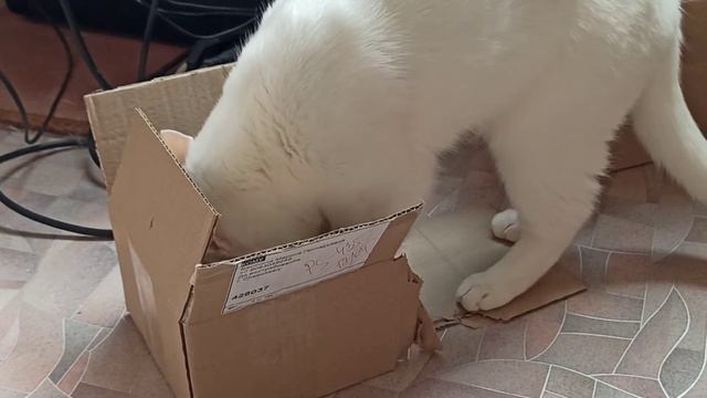 кот и самая маленькая коробка смотреть онлайн
