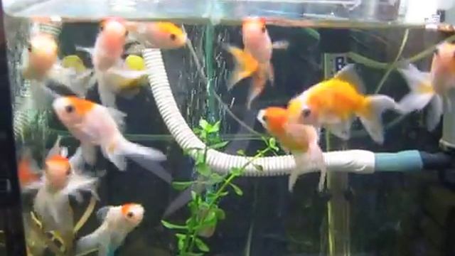 Золотые рыбки - кормление рыбок смотреть онлайн