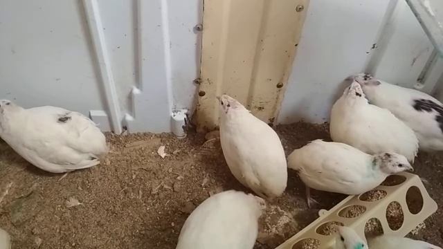 Из клоаки течет вода и белая жидкость, кровь что делать//Клоацит у кур, перепелов, уток. смотреть онлайн