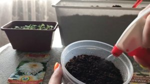 Нивяник, ромашка садовая из семян 2020.