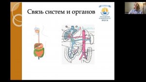 Мочеполовая система | Анатомия и физиология йоги | Преподаватель: Анастасия Ковалёва