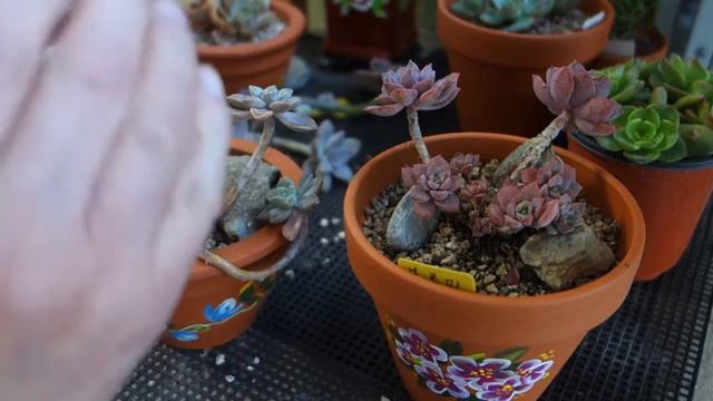 겨울철 작은 소나무처럼 목대있는 "블루핀,버날랜스" 모습 감상해 보아요 смотреть онлайн