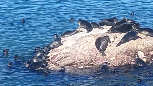 Нерпы! Нерпы!! Нерпы!!!