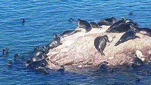 Нерпы! Нерпы!! Нерпы!!!