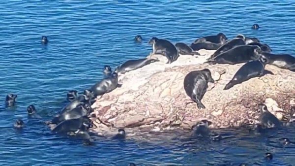 Нерпы! Нерпы!! Нерпы!!!