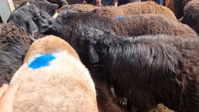 QIRGISTON JALALABOT CHORVA QO‘Y MOL BOZORI смотреть онлайн
