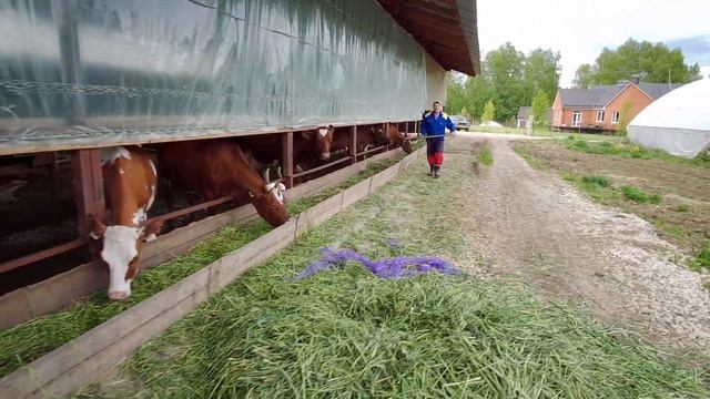 Электрочесалка для дойных коров смотреть онлайн