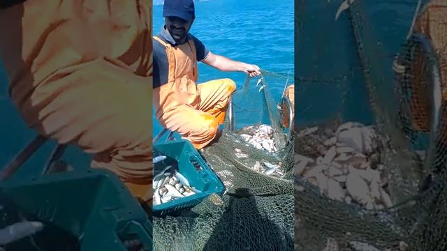 Ловля барабули смотреть онлайн